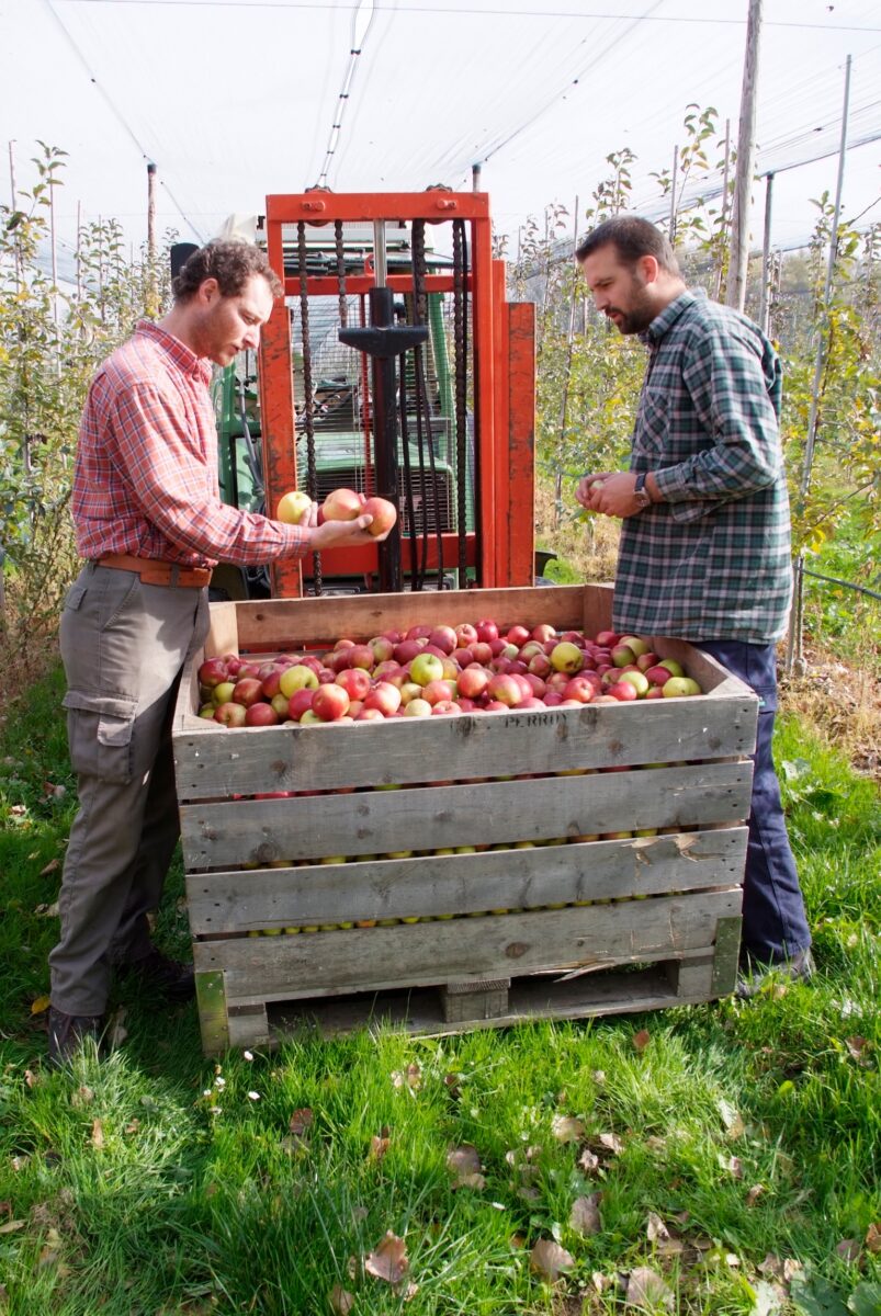 Alain et David vérifient la qualité des pommes récoltées