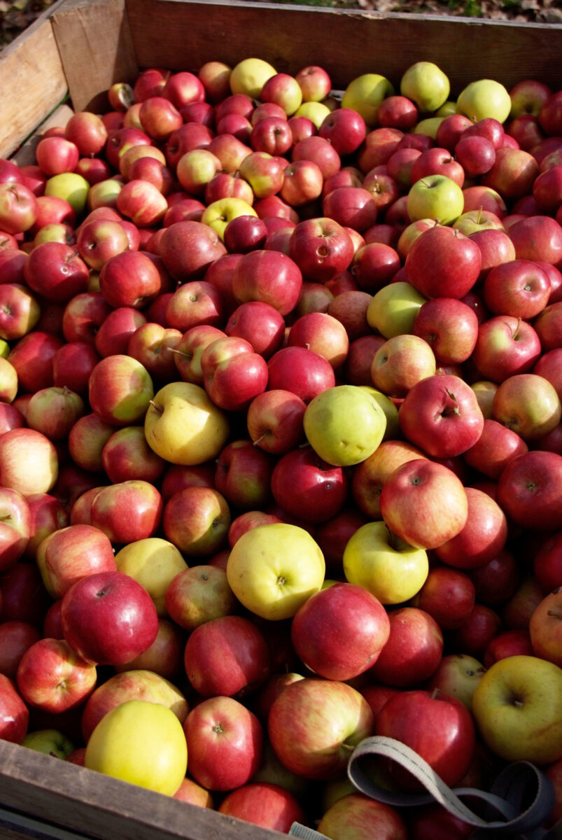Récolte de pommes